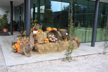 Buče, botanični vrt, razstava buč, izdelki iz buč, posušene buče