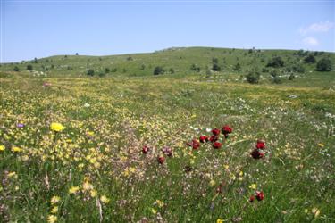 meadows, meadow, nature meadow