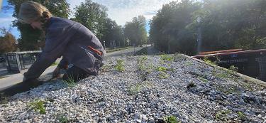 Nadstrešnice
