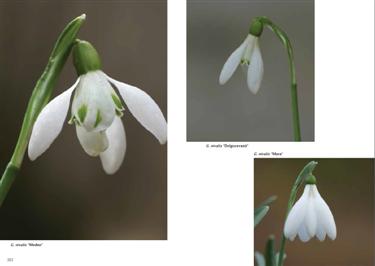 navadni mali zvončki, raznolikost zvončkov, galanthus nivalis, jože bavcon, zvonček, zvončki, belina zvončkov, znanilci pomladi