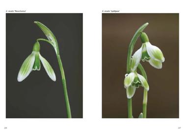 navadni mali zvončki, raznolikost zvončkov, galanthus nivalis, jože bavcon, zvonček, zvončki, belina zvončkov, znanilci pomladi