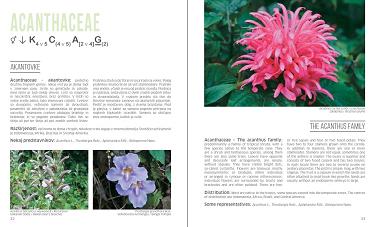 floral formulas of plant families in the university botanic gardens