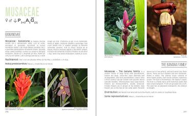 floral formulas of plant families in the university botanic gardens