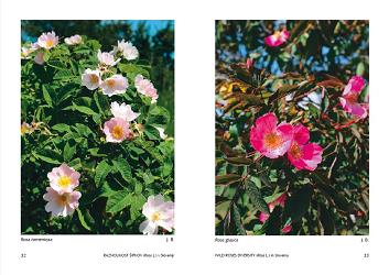 Wild roses, diversity in Slovenia, Rosa