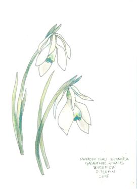 galanthus greeting card 2208