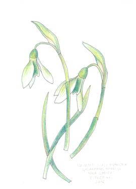 galanthus greeting card 2211