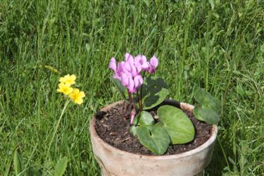 Cyclamen purpurascens