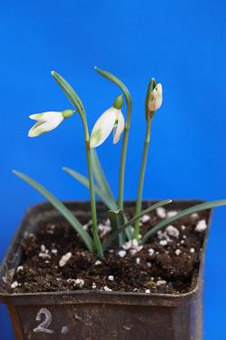 Galanthus nivalis forms sale 2025 Galanthus nivalis forms sale 2025