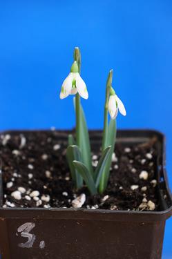 Galanthus nivalis forms sale 2025 Galanthus nivalis forms sale 2025