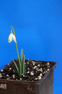 Galanthus nivalis forms sale 2025 Galanthus nivalis forms sale 2025