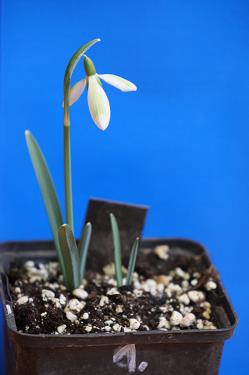 Galanthus nivalis forms sale 2025 Galanthus nivalis forms sale 2025