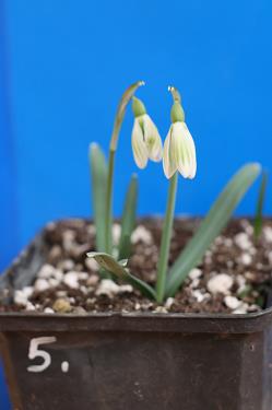 Galanthus nivalis forms sale 2025 Galanthus nivalis forms sale 2025