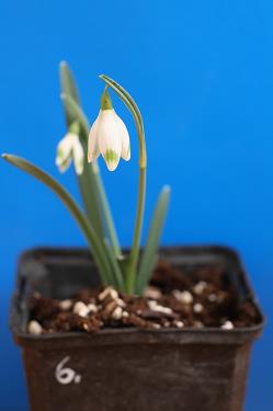 Galanthus nivalis forms sale 2025 Galanthus nivalis forms sale 2025