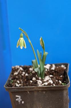 Galanthus nivalis forms sale 2025 Galanthus nivalis forms sale 2025