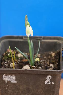 Galanthus nivalis forms sale 2025 Galanthus nivalis forms sale 2025