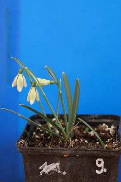Galanthus nivalis forms sale 2025 Galanthus nivalis forms sale 2025