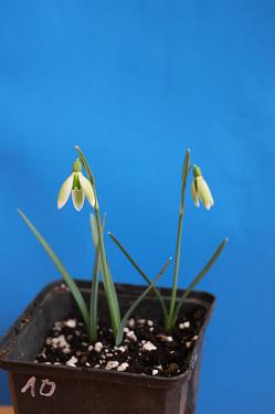 Galanthus nivalis forms sale 2025 Galanthus nivalis forms sale 2025
