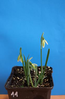 Galanthus nivalis forms sale 2025 Galanthus nivalis forms sale 2025
