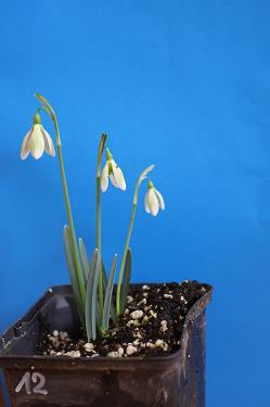 Galanthus nivalis forms sale 2025 Galanthus nivalis forms sale 2025