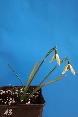 Galanthus nivalis forms sale 2025 Galanthus nivalis forms sale 2025