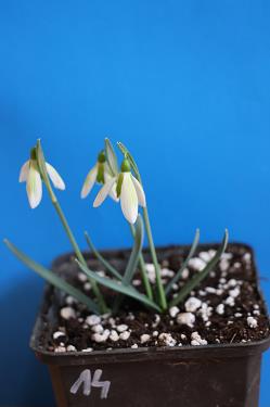Galanthus nivalis forms sale 2025 Galanthus nivalis forms sale 2025
