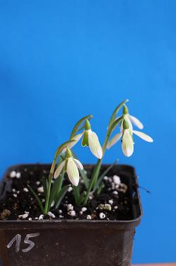 Galanthus nivalis forms sale 2025 Galanthus nivalis forms sale 2025
