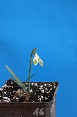 Galanthus nivalis forms sale 2025 Galanthus nivalis forms sale 2025