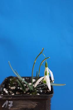 Galanthus nivalis forms sale 2025 Galanthus nivalis forms sale 2025