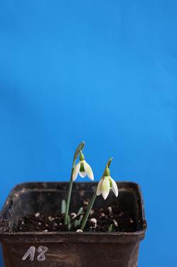 Galanthus nivalis forms sale 2025 Galanthus nivalis forms sale 2025