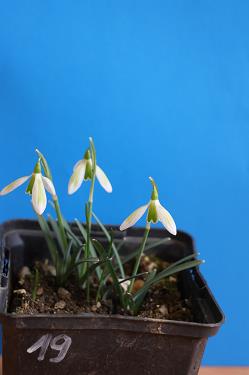 Galanthus nivalis forms sale 2025 Galanthus nivalis forms sale 2025