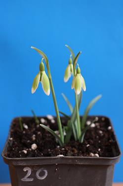 Galanthus nivalis forms sale 2025 Galanthus nivalis forms sale 2025