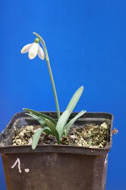 Galanthus nivalis forms sale 2026 Galanthus nivalis forms sale 2026