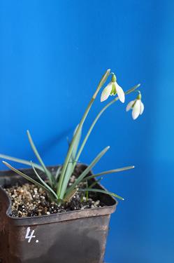 Galanthus nivalis forms sale 2026 Galanthus nivalis forms sale 2026