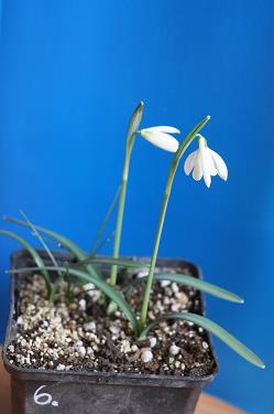 Galanthus nivalis forms sale 2026 Galanthus nivalis forms sale 2026