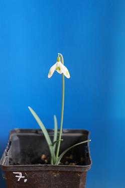 Galanthus nivalis forms sale 2026 Galanthus nivalis forms sale 2026