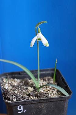 Galanthus nivalis forms sale 2026 Galanthus nivalis forms sale 2026