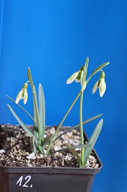 Galanthus nivalis forms sale 2026 Galanthus nivalis forms sale 2026