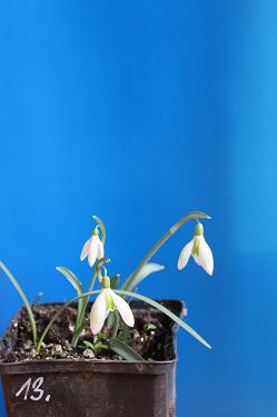 Galanthus nivalis forms sale 2026 Galanthus nivalis forms sale 2026