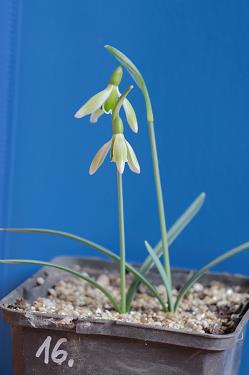 Galanthus nivalis forms sale 2026 Galanthus nivalis forms sale 2026