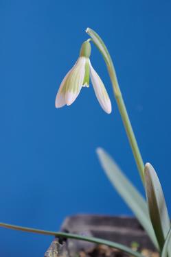Galanthus nivalis forms sale 2026 Galanthus nivalis forms sale 2026