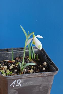 Galanthus nivalis forms sale 2026 Galanthus nivalis forms sale 2026