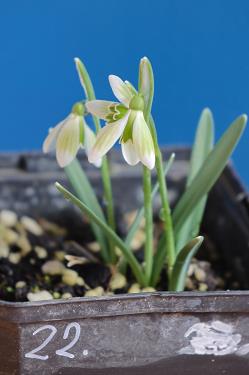 Galanthus nivalis forms sale 2026 Galanthus nivalis forms sale 2026