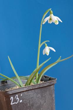 Galanthus nivalis forms sale 2026 Galanthus nivalis forms sale 2026