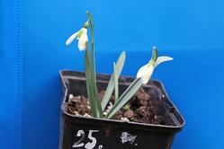 Galanthus nivalis forms sale 2026 Galanthus nivalis forms sale 2026