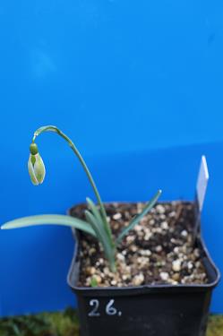 Galanthus nivalis forms sale 2026 Galanthus nivalis forms sale 2026