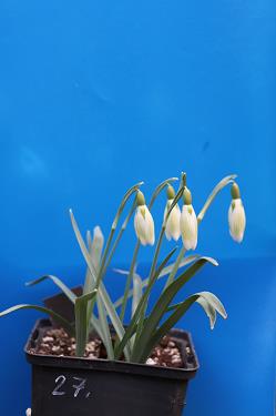 Galanthus nivalis forms sale 2026 Galanthus nivalis forms sale 2026