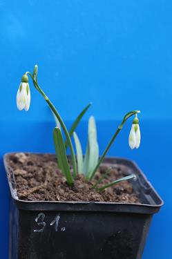 Galanthus nivalis forms sale 2026 Galanthus nivalis forms sale 2026