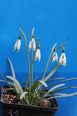 Galanthus nivalis forms sale 2026 Galanthus nivalis forms sale 2026