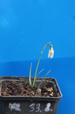 Galanthus nivalis forms sale 2026 Galanthus nivalis forms sale 2026