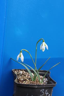 Galanthus nivalis forms sale 2026 Galanthus nivalis forms sale 2026